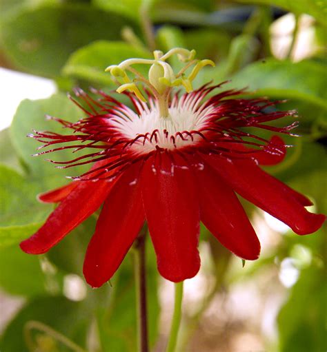passiflora fragrantica